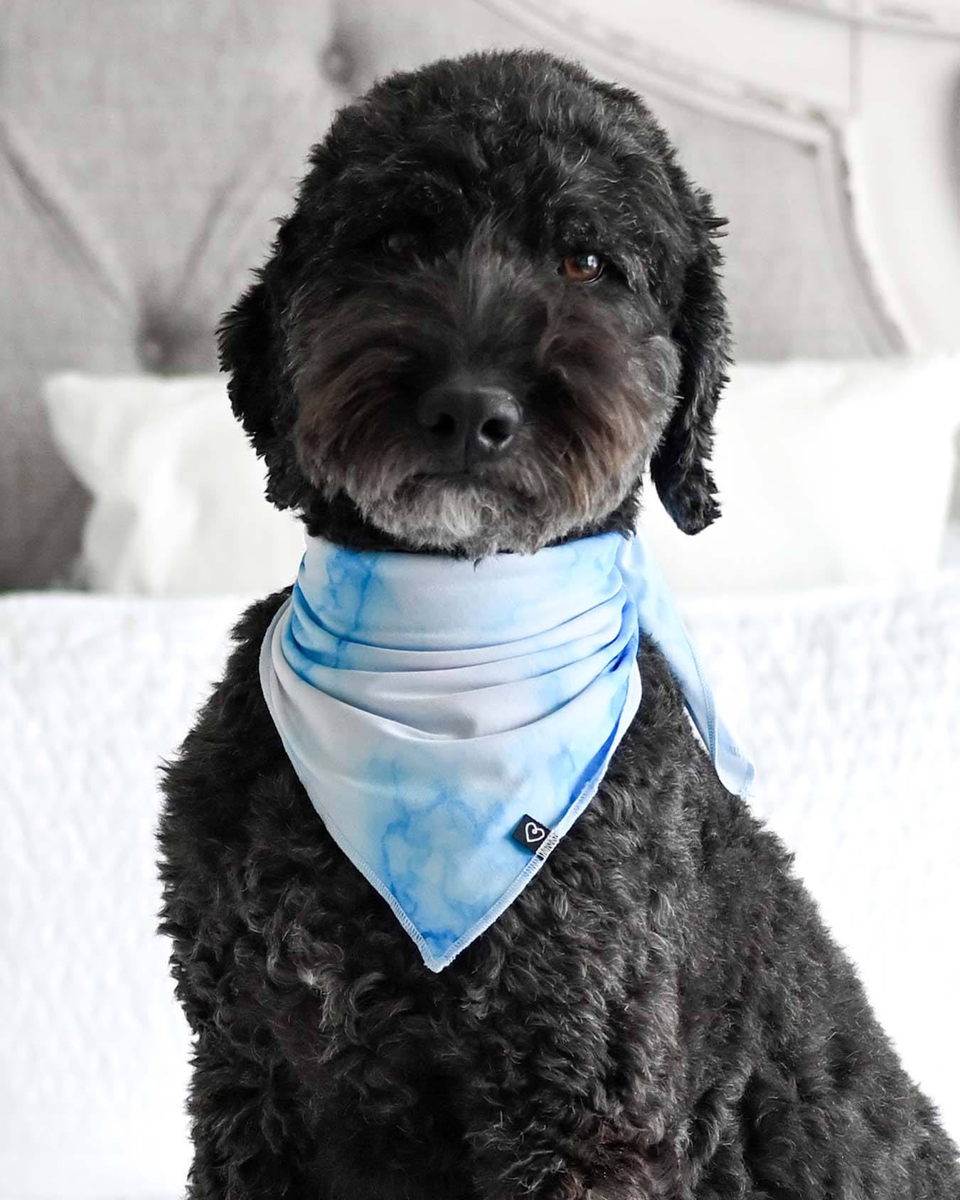 Blue Marble Pet Bandana