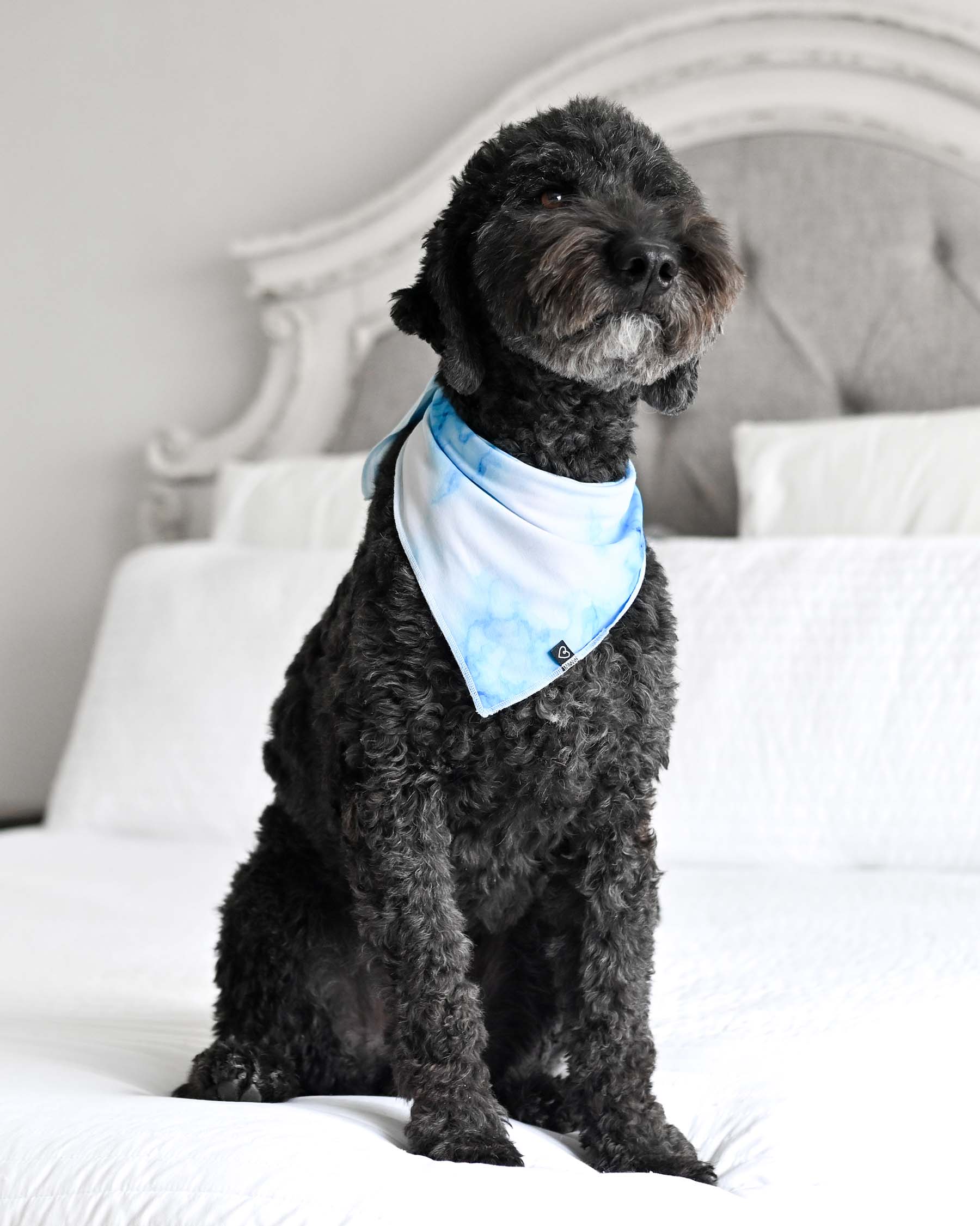 Blue Marble Bamboo Pet Bandana