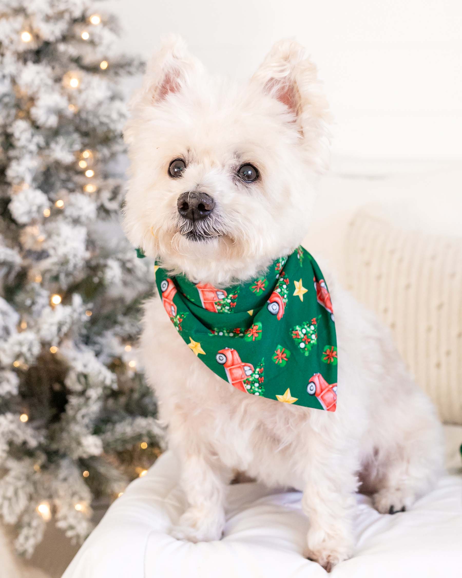 Luke Dog Bandana